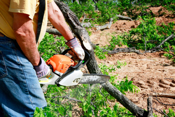 How Our Tree Care Process Works  in  Combine, TX